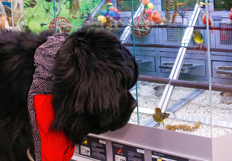 Meeting at the Pet Store by Liz Hextall